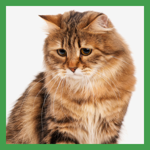 VETERINARY HPM Pet Food for Spayed Neutered Dogs Cats Virbac US